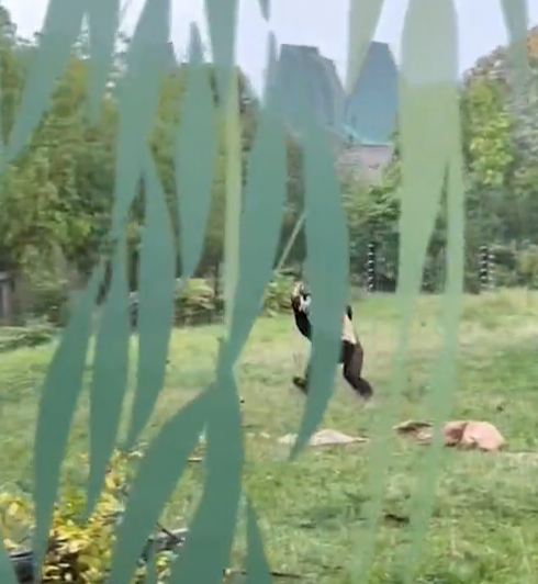 兩隻猩猩避下過程,令網民發笑。(互聯網)