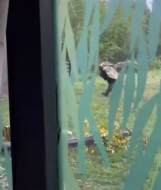 兩隻猩猩避下過程,令網民發笑。(互聯網)