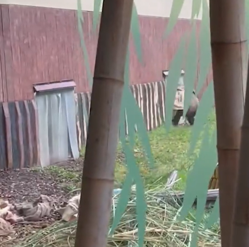 兩隻猩猩避下過程,令網民發笑。(互聯網)