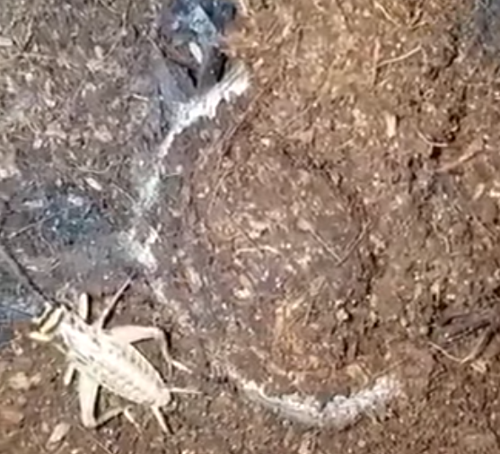 暗門蜘蛛獵食過程。(互聯網)