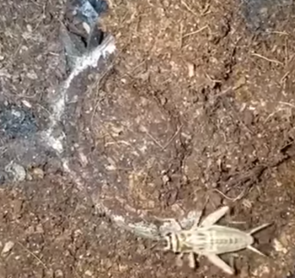 暗門蜘蛛獵食過程。(互聯網)