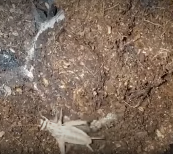 暗門蜘蛛獵食過程。(互聯網)