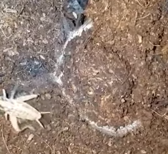 暗門蜘蛛獵食過程。(互聯網)