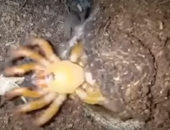 暗門蜘蛛獵食過程。(互聯網)