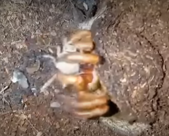 暗門蜘蛛獵食過程。(互聯網)