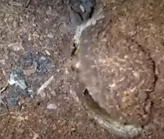 暗門蜘蛛獵食過程。(互聯網)