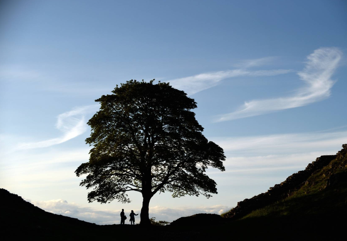 該古樹曾在電影《俠盜王子羅賓漢》中亮相。(互聯網)