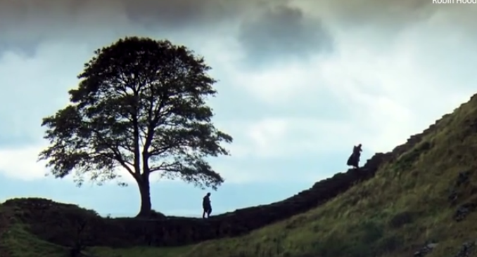 該古樹曾在電影《俠盜王子羅賓漢》中亮相。(互聯網)