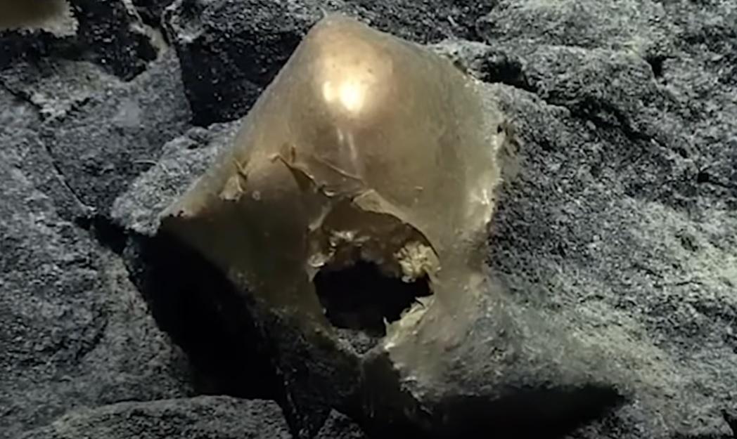 科學家好奇「金蛋」是甚麼東西。(互聯網)