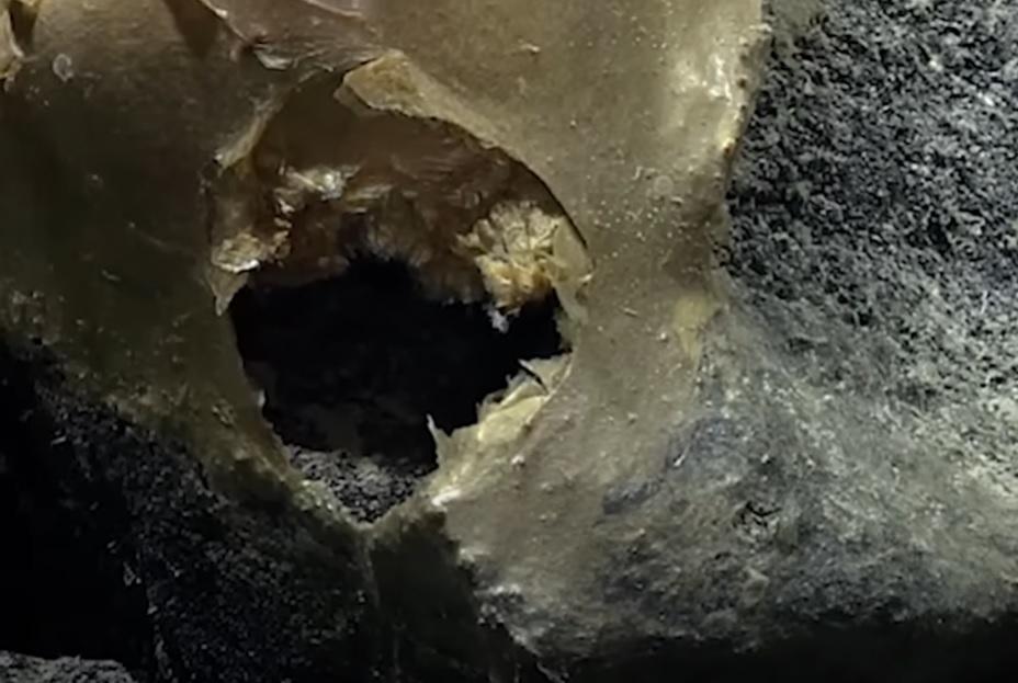 「金蛋」有一個洞孔。(互聯網)