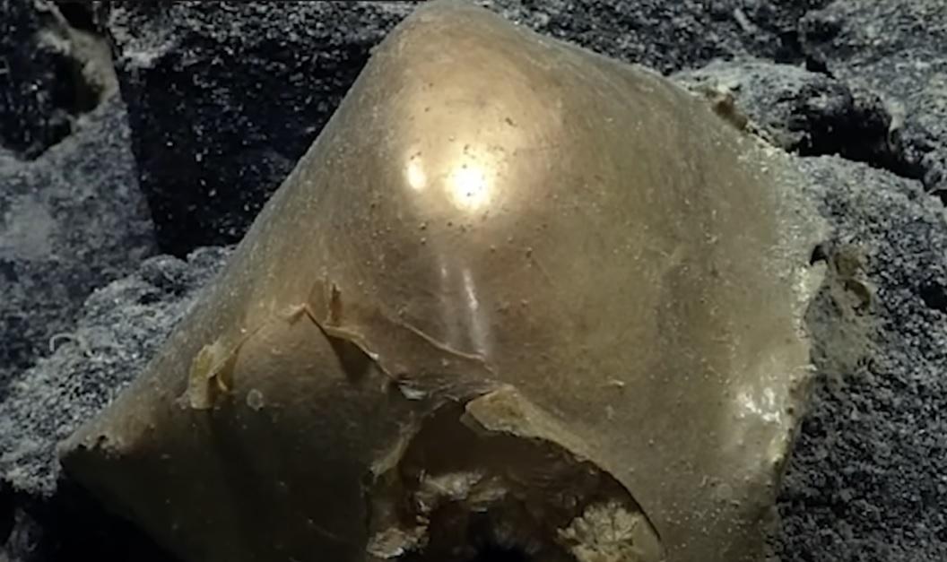 「金蛋」似在發光。(互聯網)