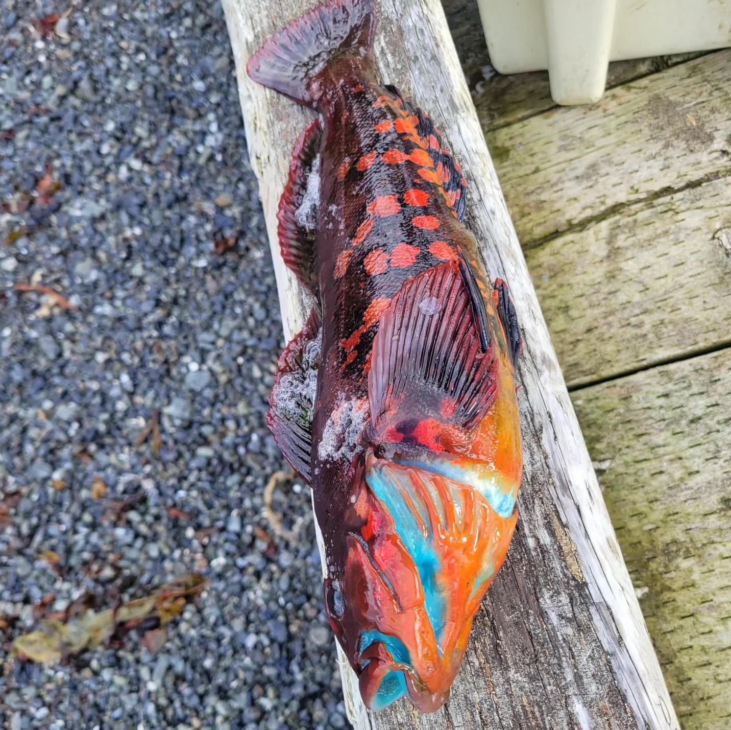 長線六線魚色彩斑斕。(互聯網)