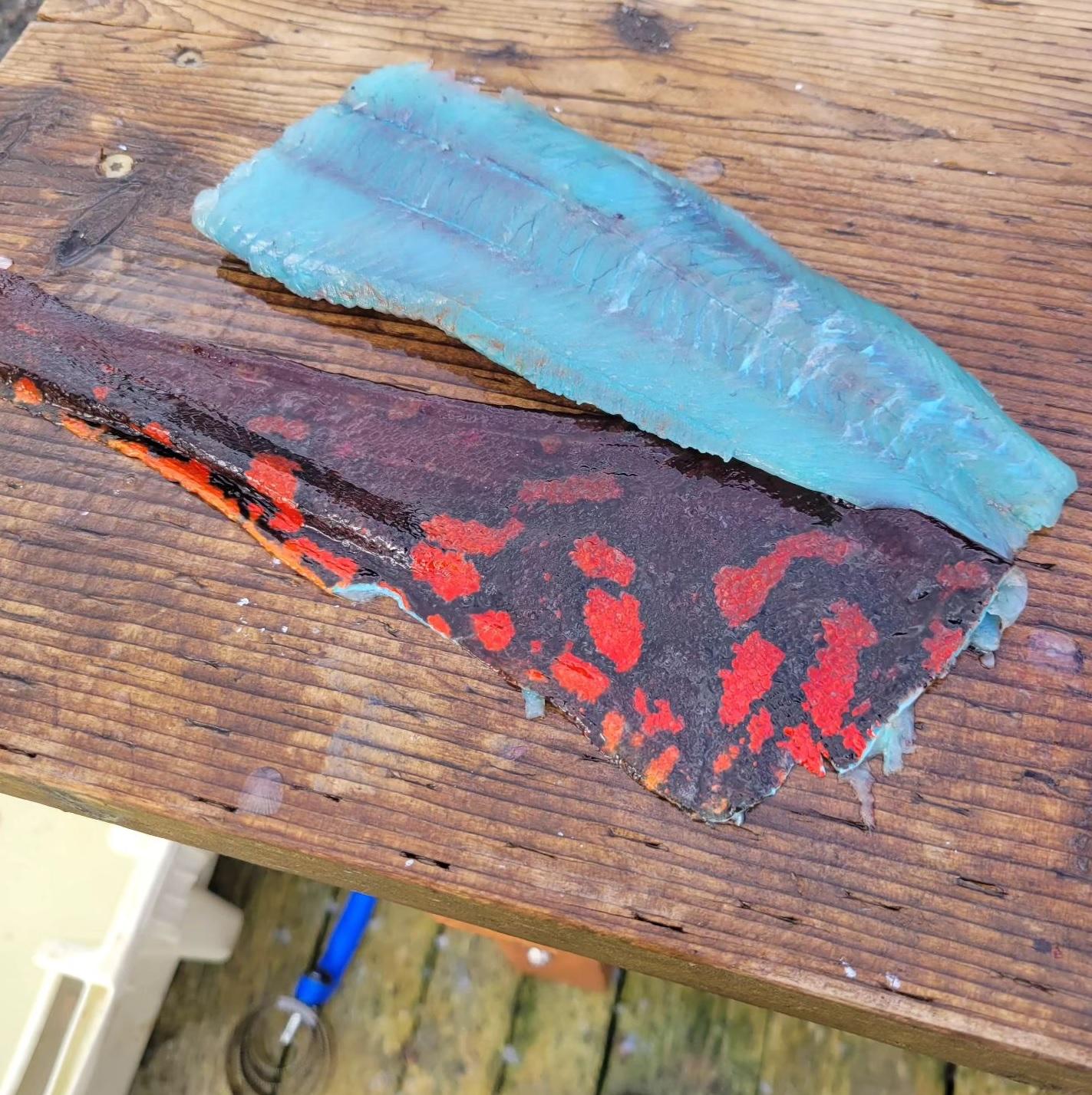 魚肉呈藍色。(互聯網)