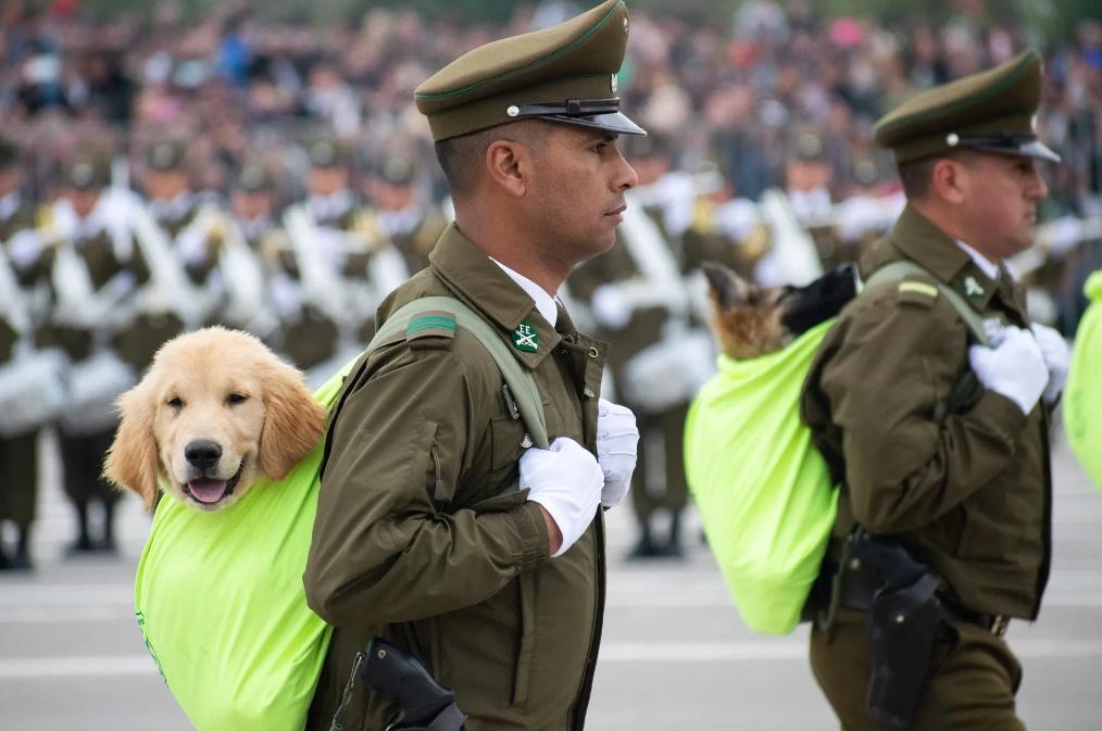狗B隊伍是矚目一群,牠們每隻被獨立裝在一個螢光黃色的背囊裡,只露出頭部,由領犬員抱著或揹著列隊進場。(X)