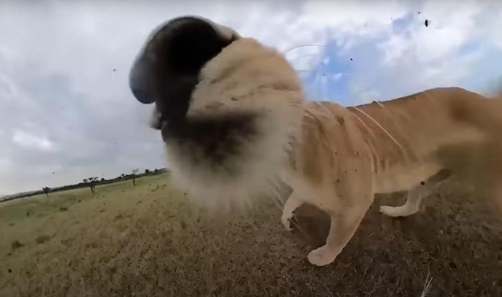 母獅用咀巴叼起GoPro的操縱桿,靈活的在草原上跑來跑去,還為自己拍了幾張自拍照。(YouTube)