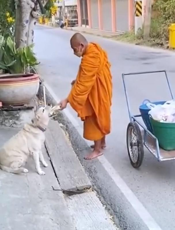 僧人將三文台遞到狗狗面前,狗狗亦毫不客氣,張口去吃。(微博)