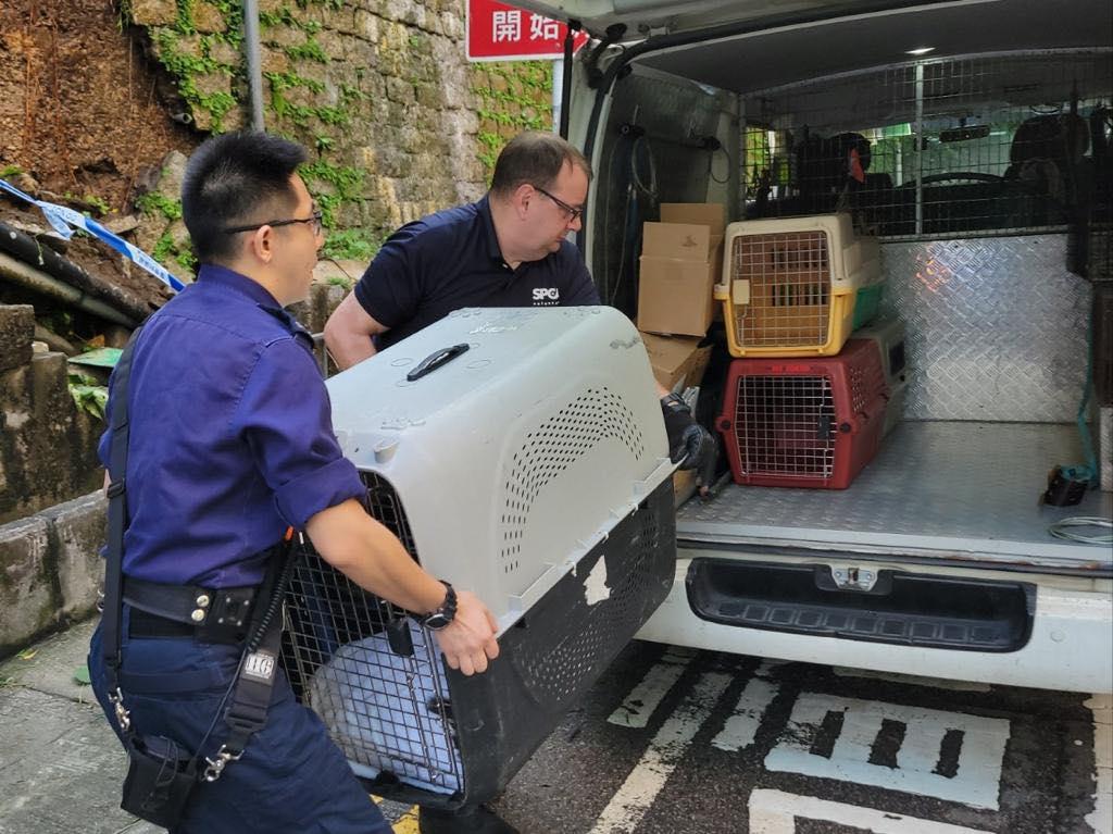 愛協接走唐狗交由獸醫治理。(香港動物報@FB)