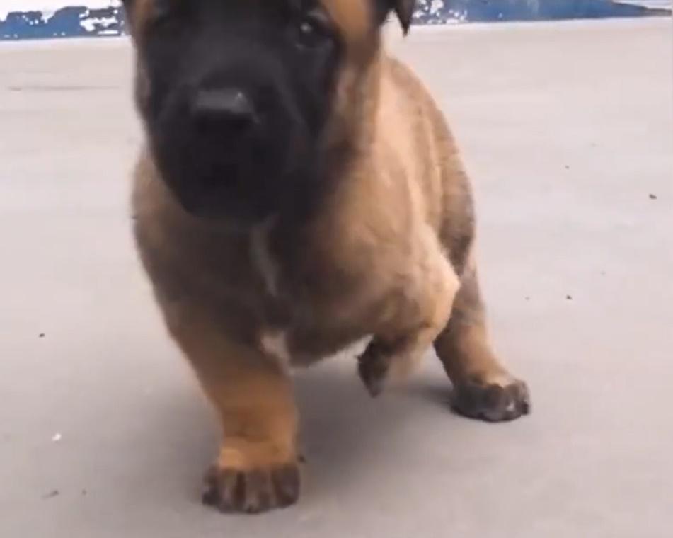 領養人發現巴頓警犬特質。(微博)