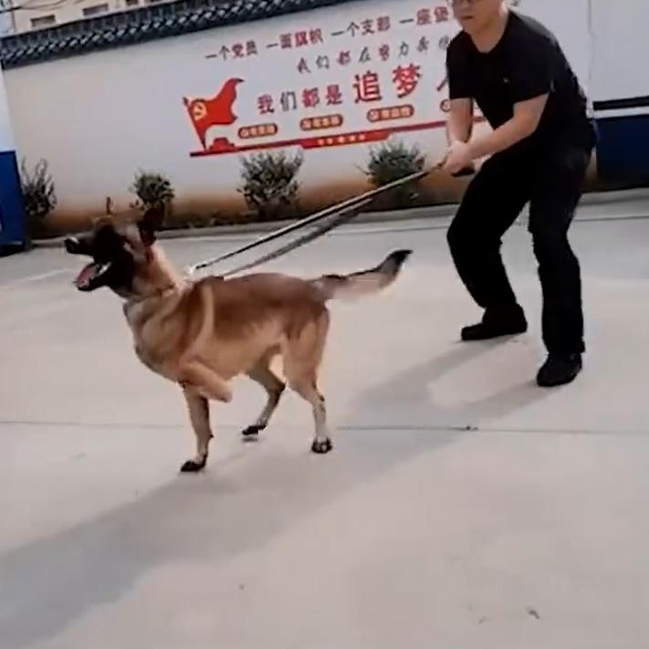 巴頓接受了比一般狗狗強度更大的訓練,並成功通過警犬考試,正式加入警犬隊。(微博)