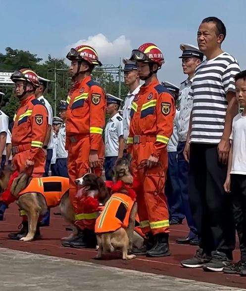 儀式開始前,狗狗的領犬員在牠們頸上綁上紅色絲帶花,並且撕掉「四川成都消防救援犬」的標籤,象徵牠們正式退役。(微博)