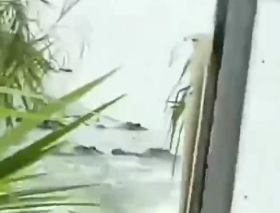 鱷魚在大街上游泳或在河岸邊聚集。(微博)