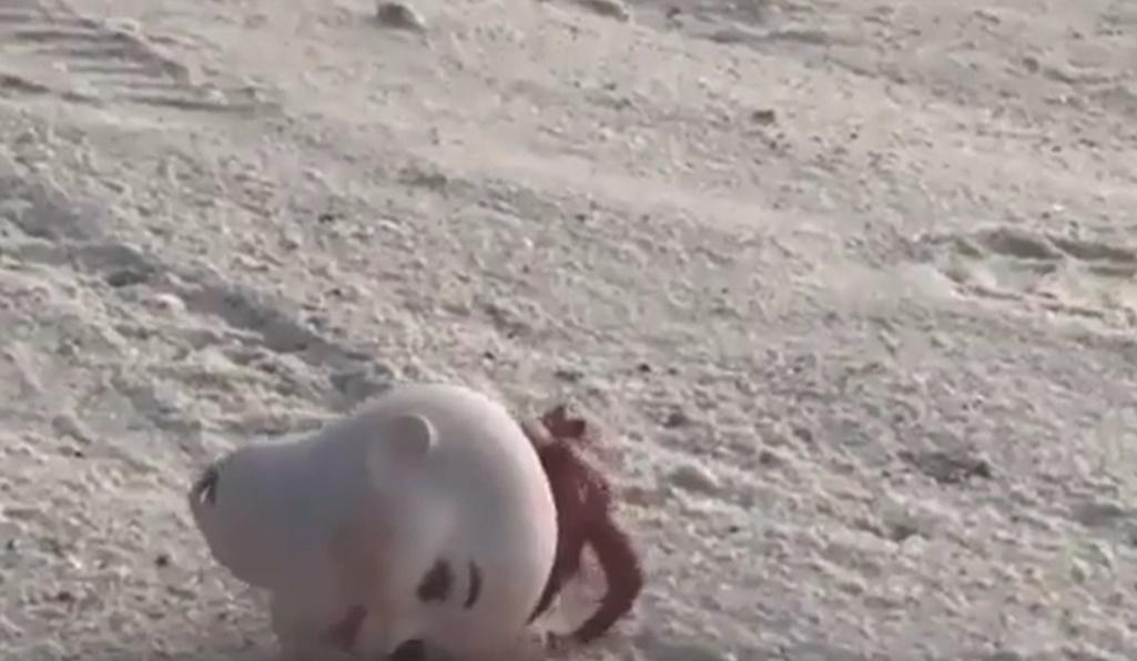 它的「紅髮」突然竄動如觸鬚,拖著公仔頭慢慢移動。(微博)