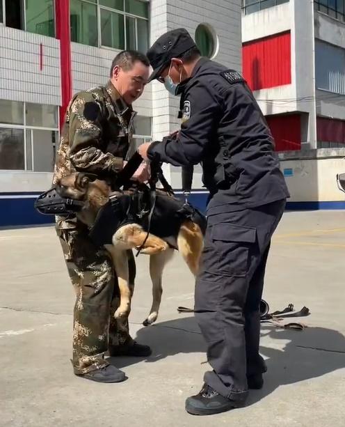 巴頓接受了比一般狗狗強度更大的訓練,並成功通過警犬考試,正式加入警犬隊。(微博)