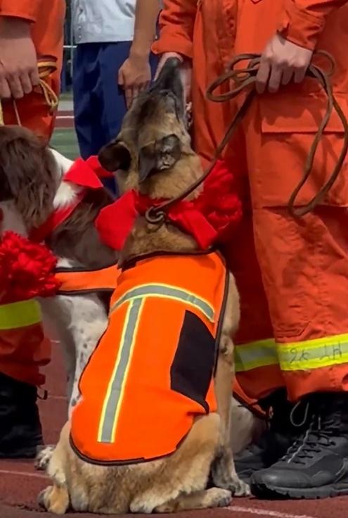 一隻名為AK的搜救犬卻不斷轉身,抬眼向領犬員撒嬌,牠用後腿站起、前腳緊緊環抱他的大腿,彷彿在求抱抱。(微博)