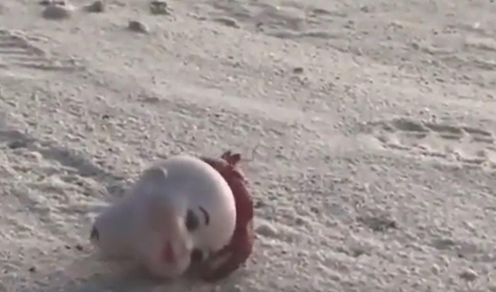 它的「紅髮」突然竄動如觸鬚,拖著公仔頭慢慢移動。(微博)