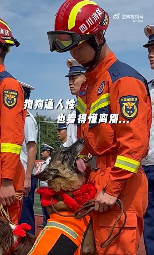 一隻名為AK的搜救犬卻不斷轉身,抬眼向領犬員撒嬌,牠用後腿站起、前腳緊緊環抱他的大腿,彷彿在求抱抱。(微博)