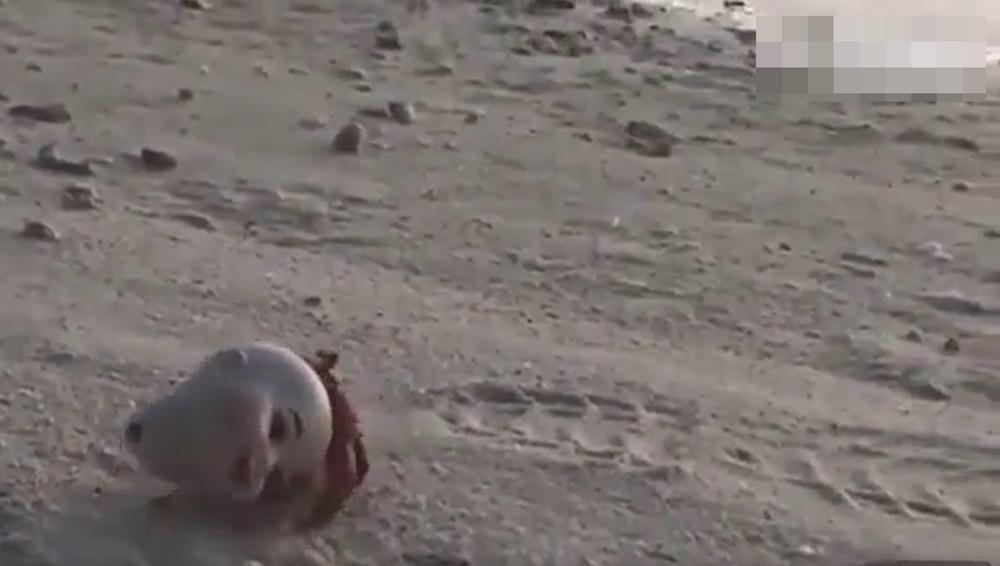 只要仔細一看,就可以發現這個公仔頭裡面原來有一集紅色的大寄居蟹,正向大海方向走去。(微博)