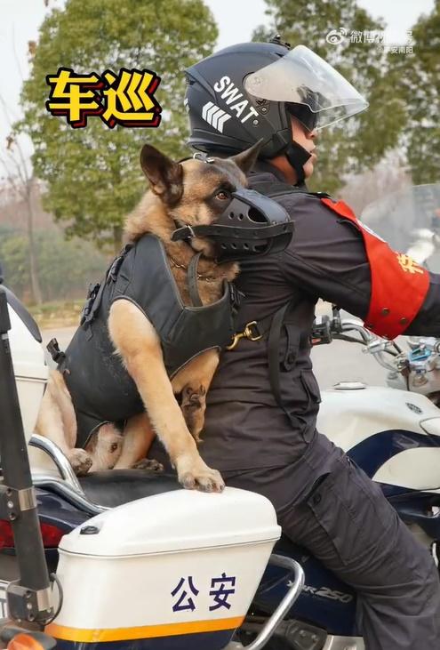 巴頓接受了比一般狗狗強度更大的訓練,並成功通過警犬考試,正式加入警犬隊。(微博)