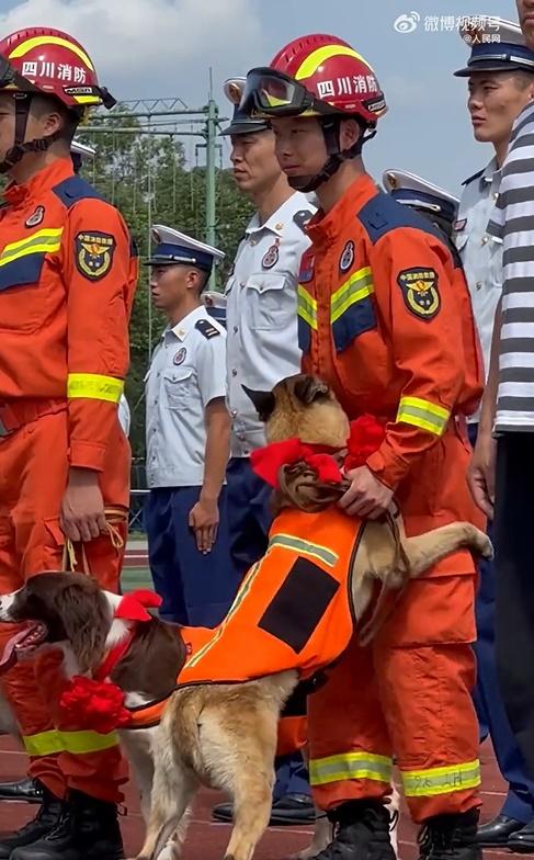 一隻名為AK的搜救犬卻不斷轉身,抬眼向領犬員撒嬌,牠用後腿站起、前腳緊緊環抱他的大腿,彷彿在求抱抱。(微博)
