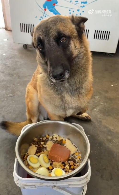 巴頓接受了比一般狗狗強度更大的訓練,並成功通過警犬考試,正式加入警犬隊。(微博)