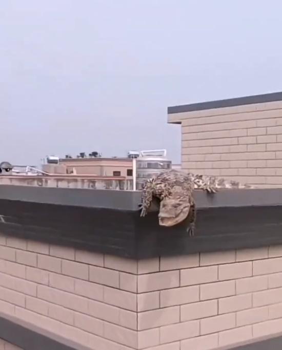 另有影片更見有鱷魚爬到屋頂曬太陽。(微博)