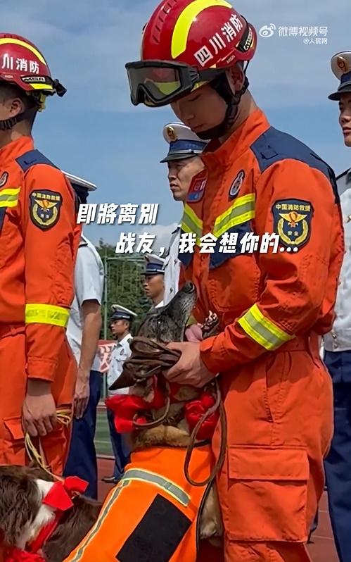 領犬員亦輕摸AK的下巴和脖子安撫,但仍禁不住與AK深情對望,雙方都似乎不捨與戰友分離。(微博)