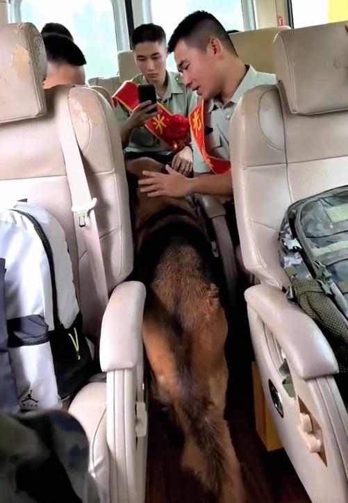 其中一隻成功登車的德牧更待在領犬員旁久久不肯離開。(微博)