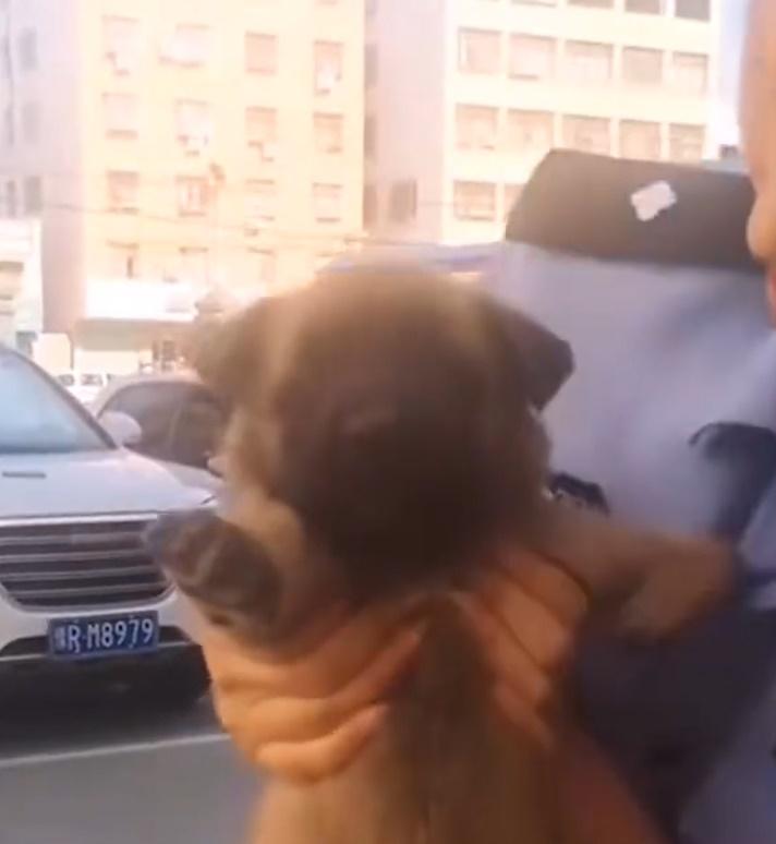 領養人發現巴頓警犬特質。(微博)