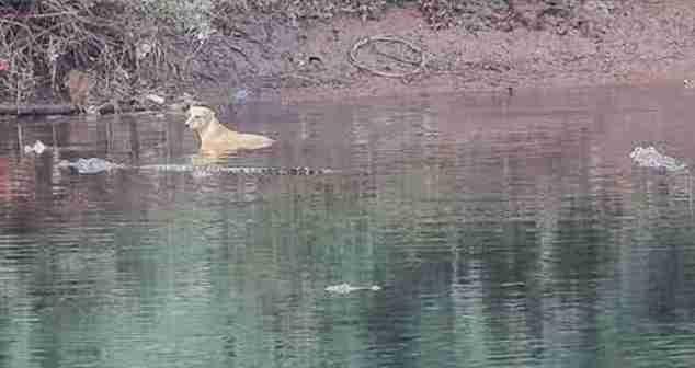 3條鱷魚隨即游近徘徊,但牠們都沒有去吃牠。(網上圖片)