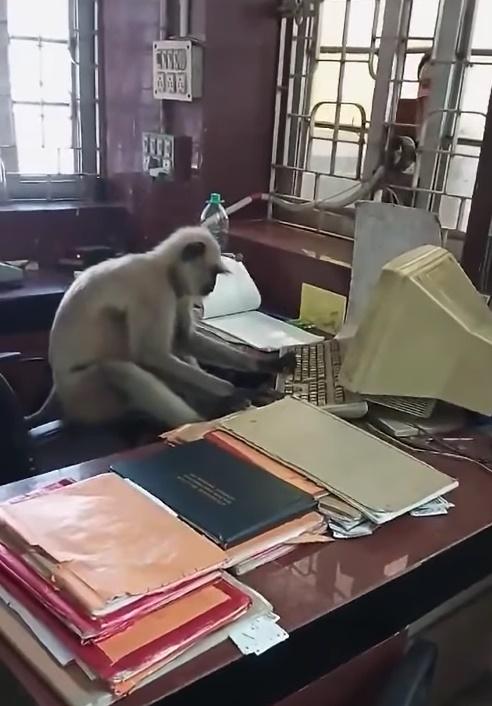 馬騮坐在電腦前地看著螢幕,時而打字,時而翻閱枱頭的文件。(FB)