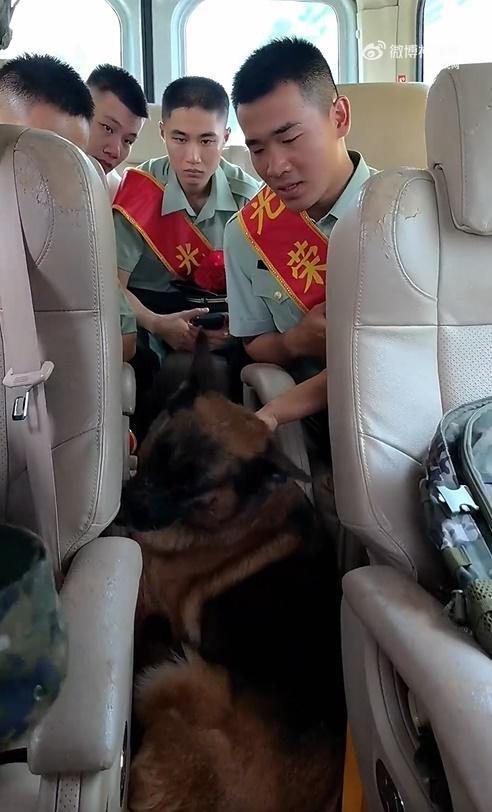 其中一隻成功登車的德牧更待在領犬員旁久久不肯離開。(微博)
