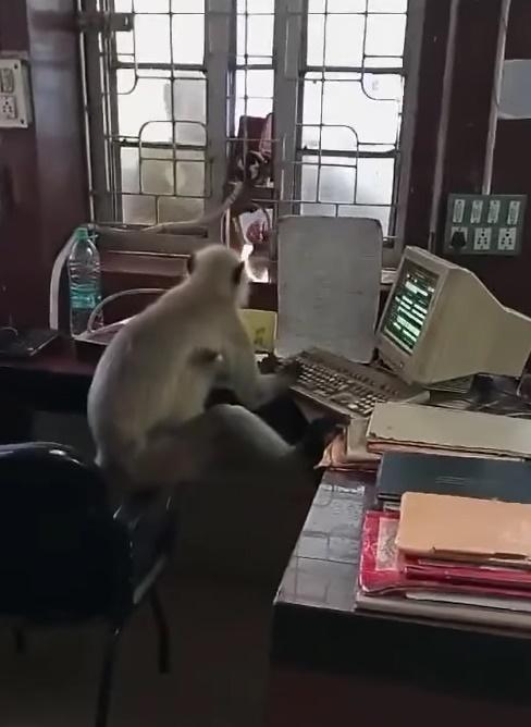 窗外則有民眾聚集觀察這隻馬騮。(FB)