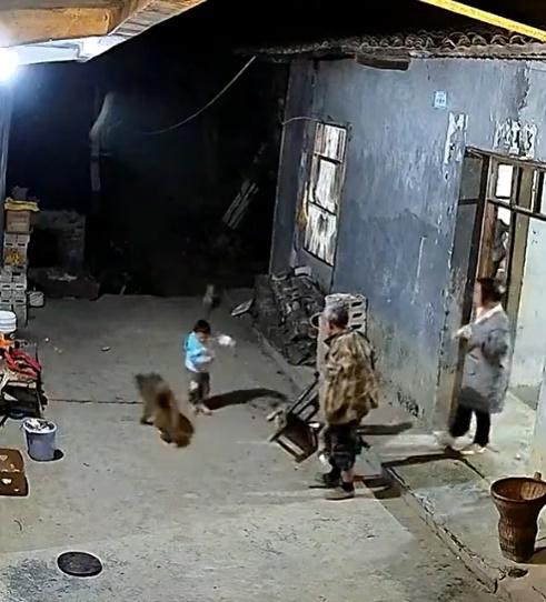 狗狗挨打後,夾著尾巴委屈地跑開。(微博)