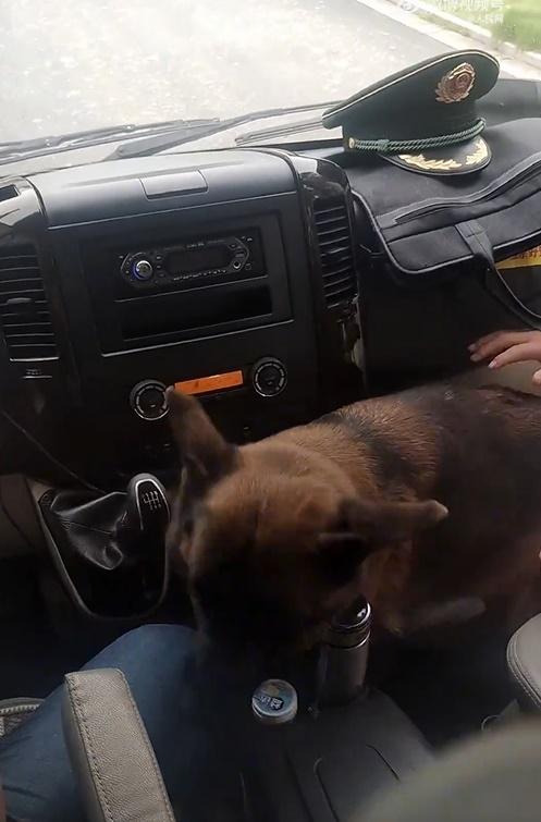 狗狗完全不聽新領犬員的指令,即使被拉下車,便由另一道車門登上副駕駛座。(微博)