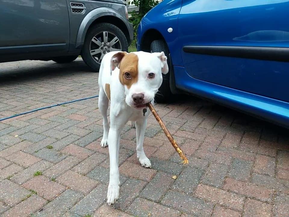 飼主:其實牠是隻非常聰明的孩子。(FB)