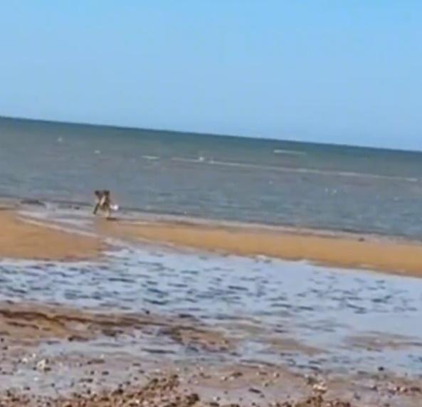 一隻金毛尋回犬在海邊看到海鷗似乎相當興奮,狂追著對方窮追不捨。(微博)
