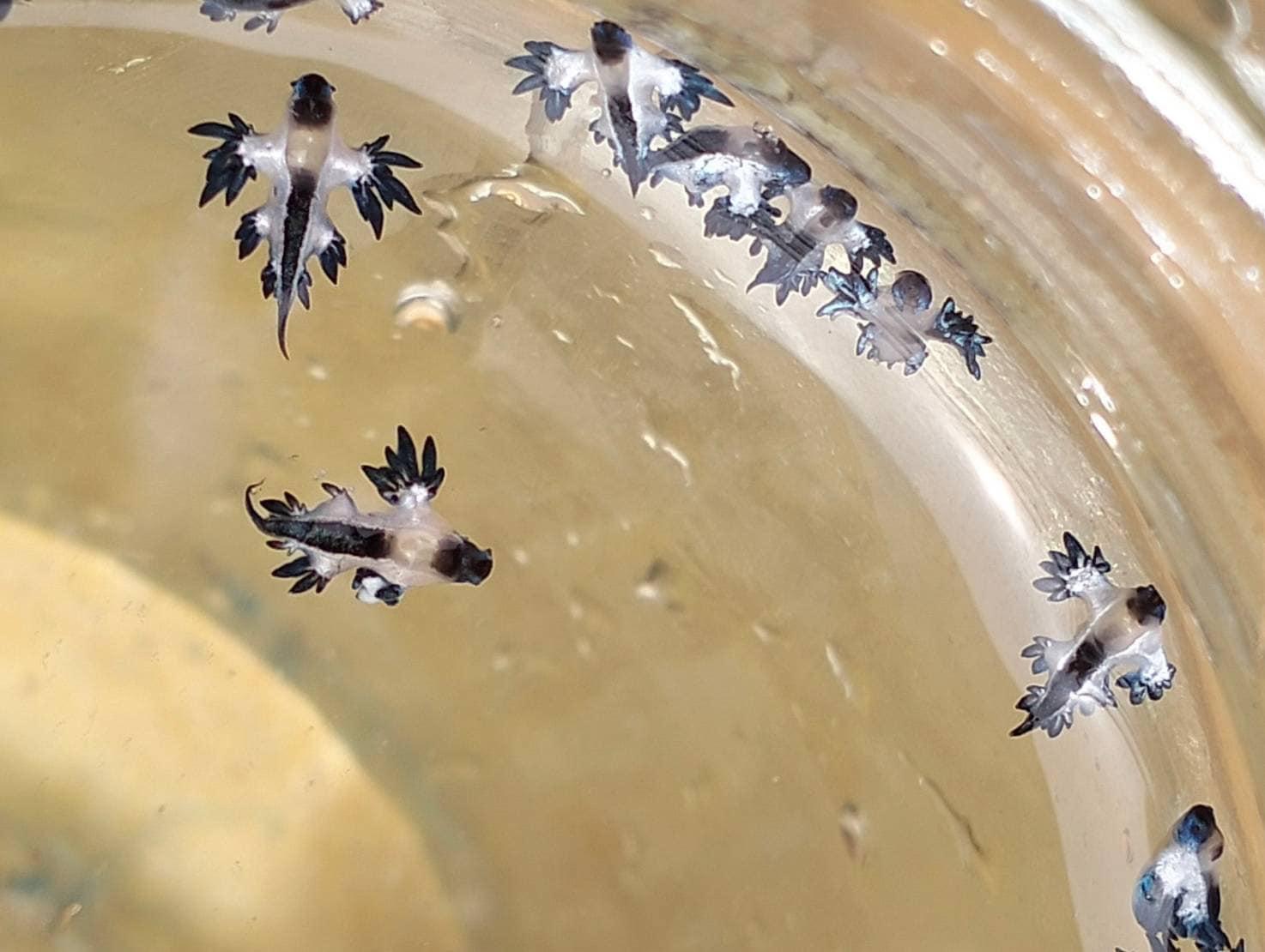 當局警告遊客千萬不要觸摸,目前未有遊客受傷報告。(泰國海洋與沿岸資源部@FB)