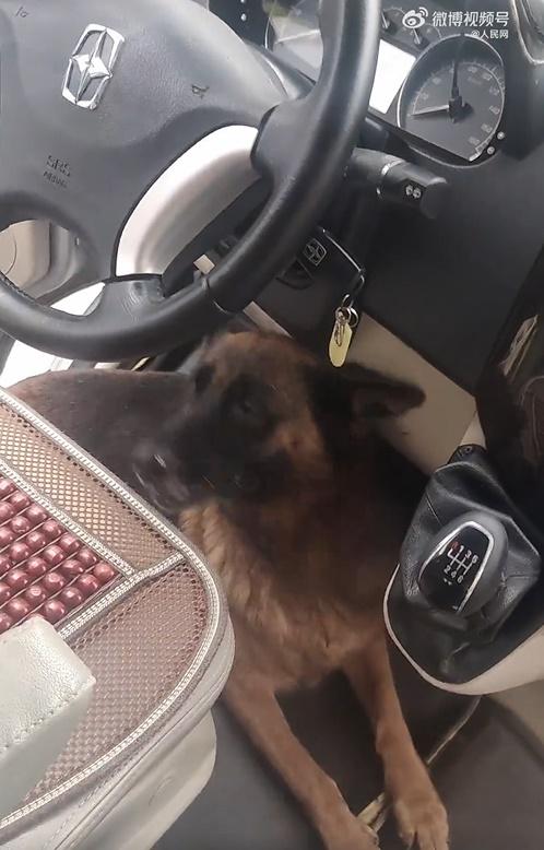 狗狗更索性走到駕駛座底伏下,免得被人再拉下車。(微博)