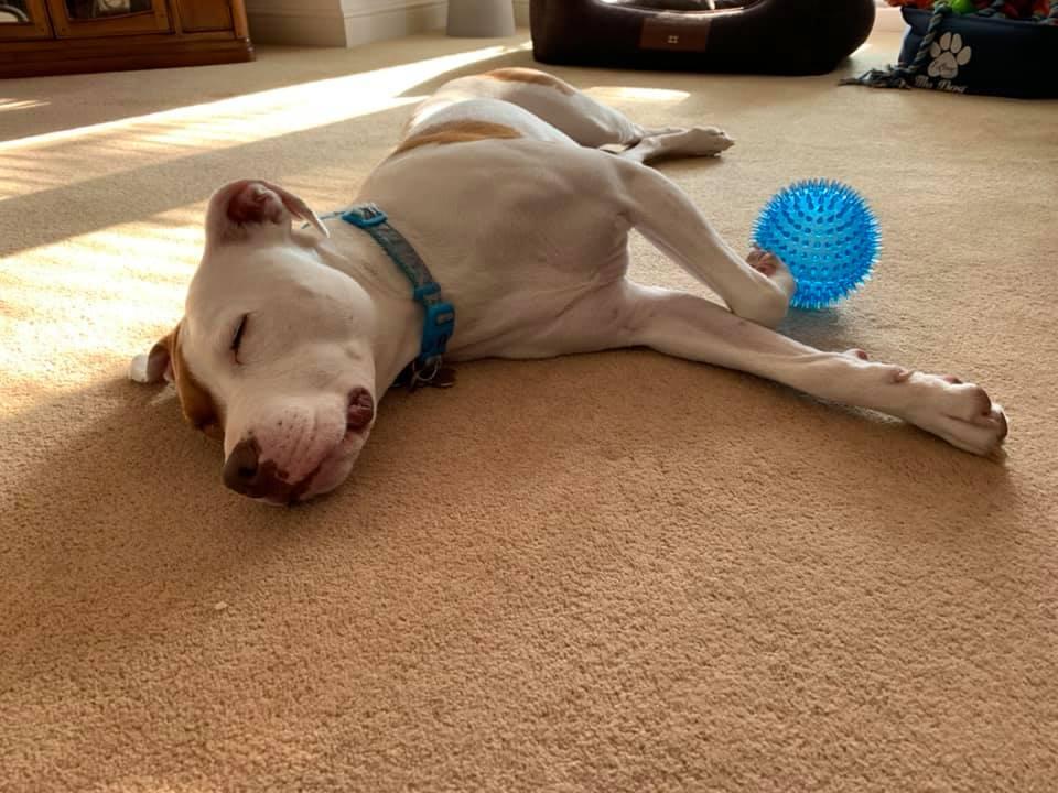 Ivor在Ellie的照顧下已經成長茁壯成一隻漂亮及幸福的成年斯塔福郡鬥牛梗。(FB)