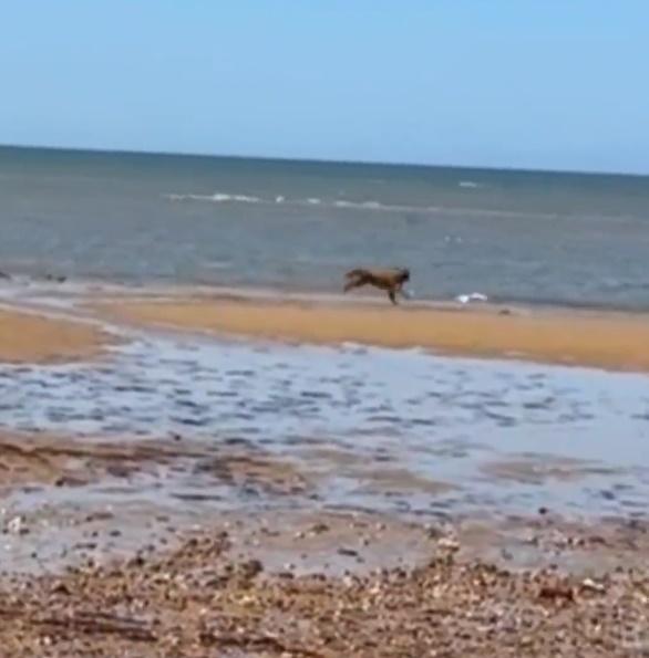 一隻金毛尋回犬在海邊看到海鷗似乎相當興奮,狂追著對方窮追不捨。(微博)